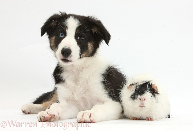 Odd-eyed Tricolour Border Collie pup, 10 weeks old, and black-and-white Guinea pig, white background