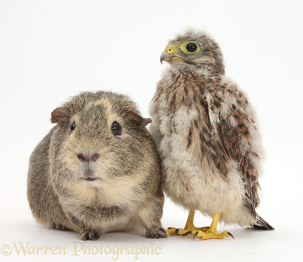 Baby Kestrel (Falco tinnunculus) chick and Guinea pig, white background