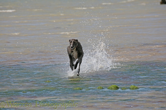 Deerhound lurcher, Kite, splashing through the sea
