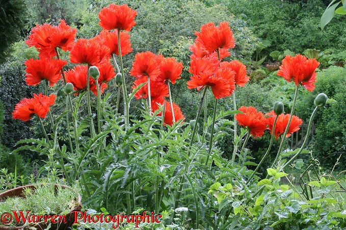 Red Oriental Poppy (Papaver orientale) flowers