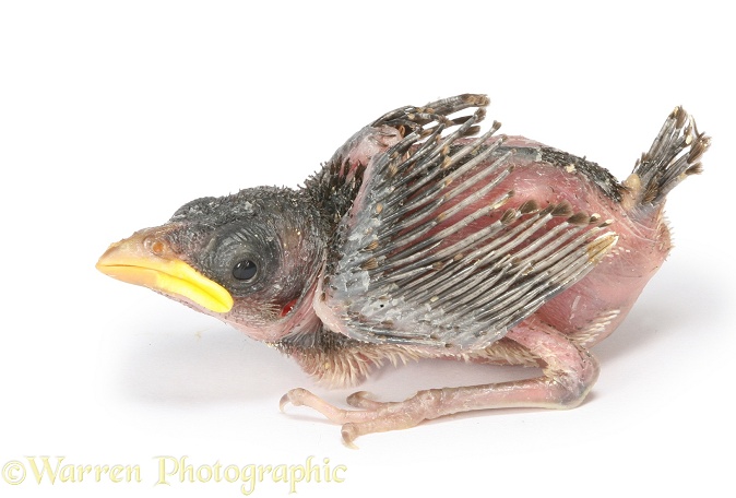 House Sparrow (Passer domesticus) nestling, white background