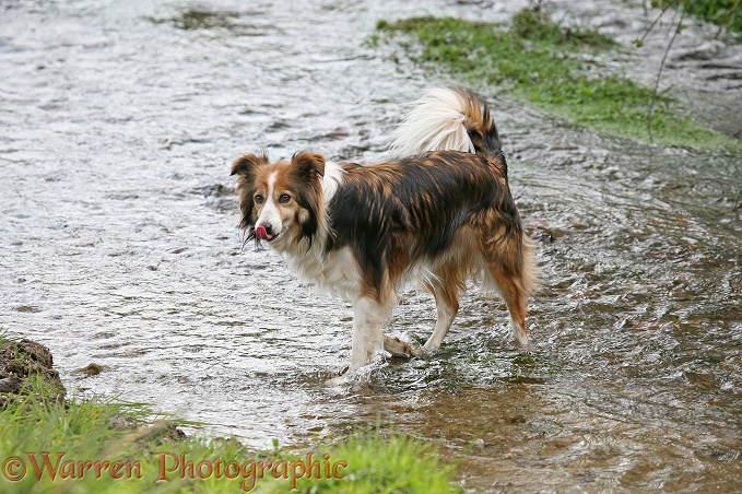 Sable border collie Teal in stream