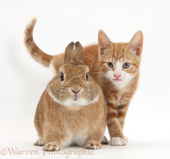 Ginger kitten, Ollie, 10 weeks old, with Netherland-cross rabbit, Peter, white background