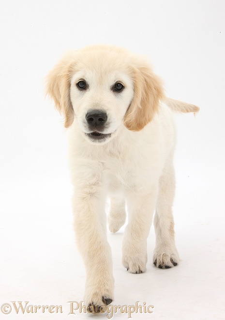 Golden Retriever dog pup, Oscar, 3 months old, trotting forward, white background