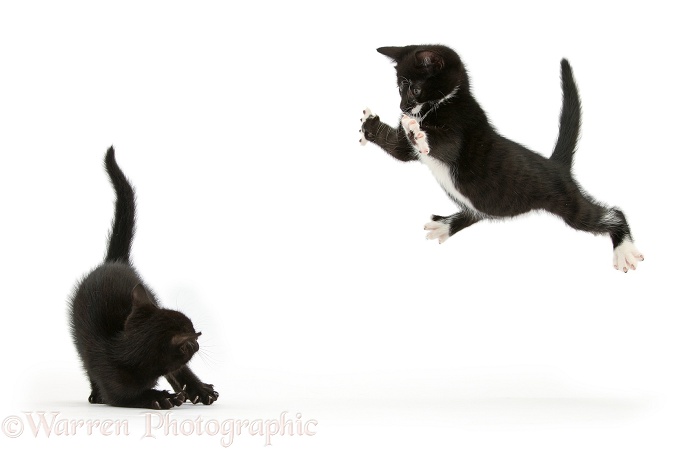 Black-and-white tuxedo kitten, Tuxie, 8 weeks old, taking a playful flying leap at his brother, Buxie, white background