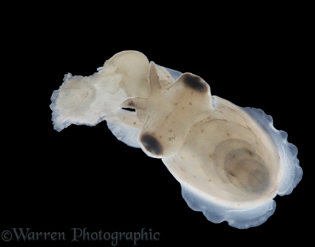 Common Cuttlefish (Sepia officinalis) embryo at approximately 2 weeks removed from egg