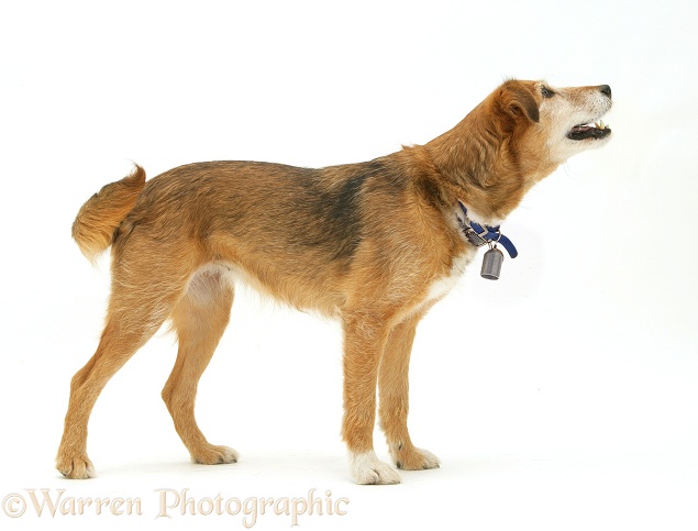 Lakeland Terrier x Border Collie Bess, 9 years old, wearing a bell on her collar, white background