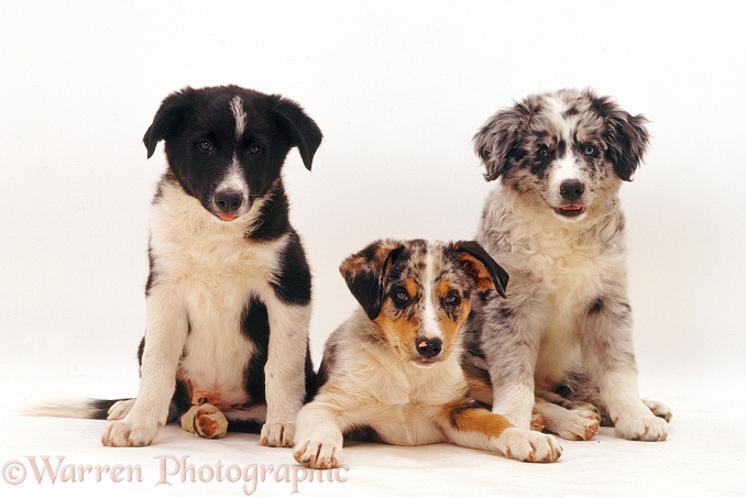 Three assorted Border Collie pups, white background