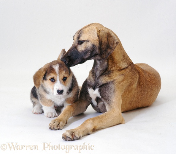 Saluki Lurcher bitch, Tansy, licking a corgi pup's ear, white background
