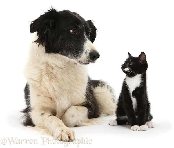 Black-and-white Border Collie bitch, Phoebe, with black-and-white tuxedo male kitten, Tuxie, 9 weeks old, white background