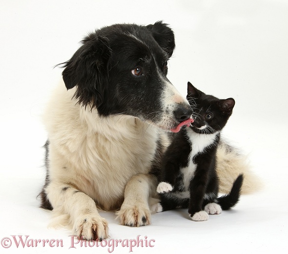 Black-and-white Border Collie bitch, Phoebe, with black-and-white tuxedo male kitten, Tuxie, 9 weeks old, white background