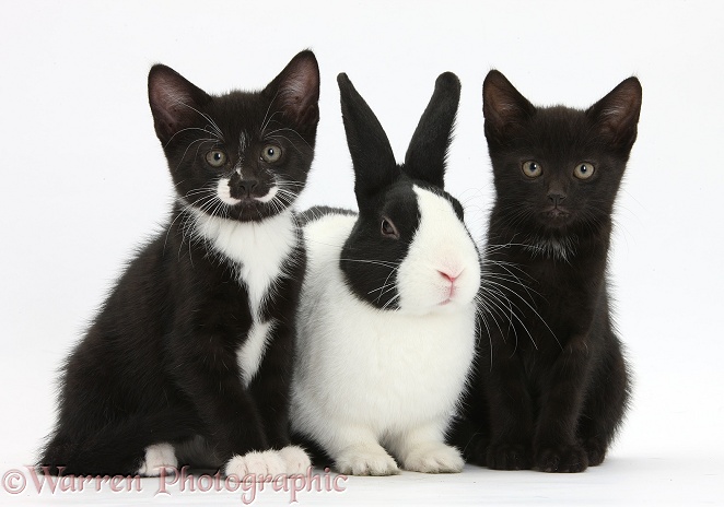 Black and black-and-white tuxedo male kittens, Buxie and Tuxie, 8 weeks old, with black-and-white Dutch rabbit, white background