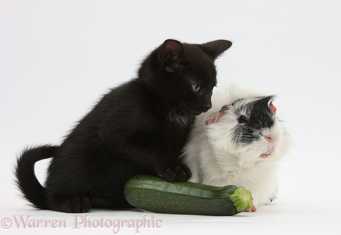 Black male kitten, Buxie, 8 weeks old, and black-and-white Guinea pig with a courgette, white background