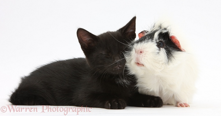 Sleepy black male kitten, Buxie, 8 weeks old, and black-and-white Guinea pig, white background