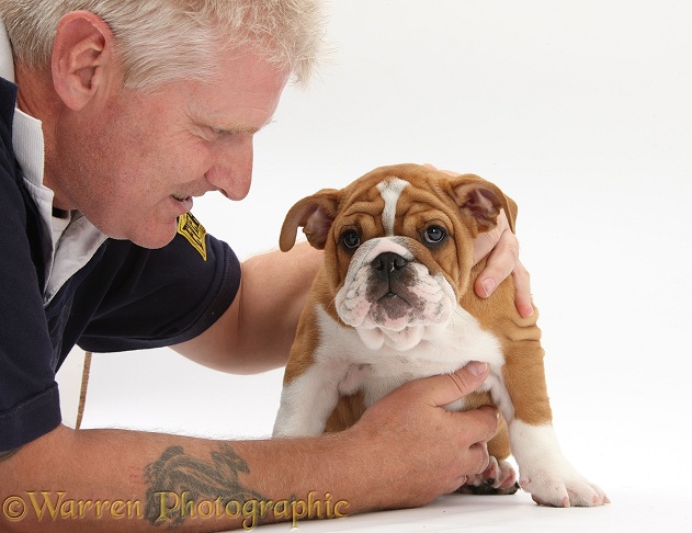 Owner with Bulldog pup, 11 weeks old, white background