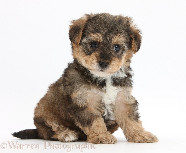 Yorkipoo pup, 6 weeks old, white background