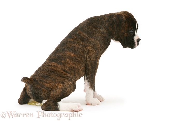 Brindle Boxer pup, Lily, 9 weeks old, urinating on the floor, white background