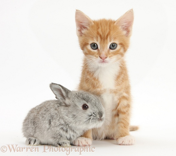 Ginger kitten, Tom, 7 weeks old, and baby silver Lop rabbit, white background