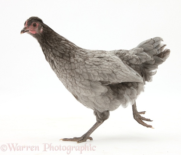Silver grey chicken running, white background