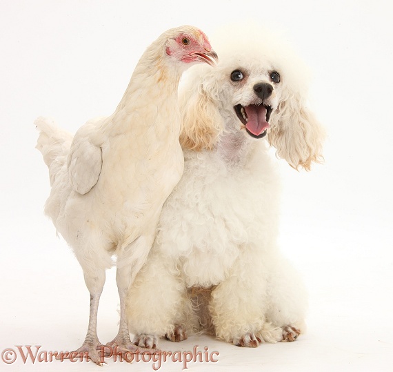 White Poodle dog, Casper, 1 years old, and white chicken, white background