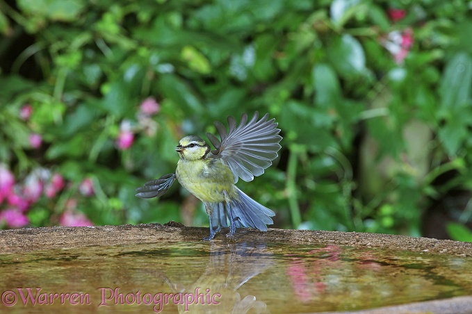 Blue Tit (Parus caeruleus) taking off from birdbath