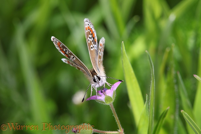 Brown Argus Butterfly (Aricia agestis) feeding on Geranium species