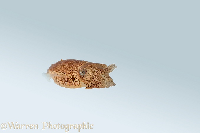 Common Cuttlefish (Sepia officinalis) juvenile, one week after hatching.  North Atlantic