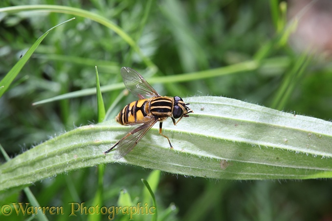 Hoverfly (Heliophilus pendulus) on plantain leaf.  Europe