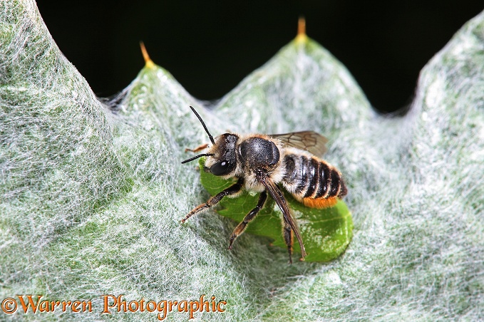 Leaf-cutting Bee (Megachile species) resting with freshly cut leaf section