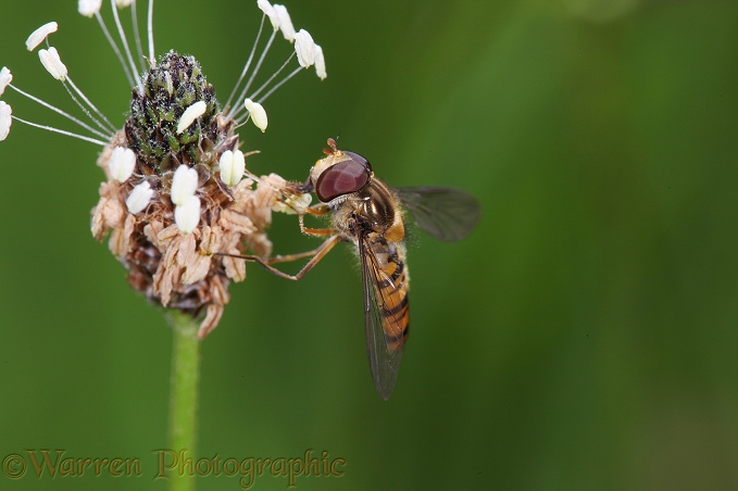 Marmalade Hoverfly (Episyrphus balteatus) on plantain