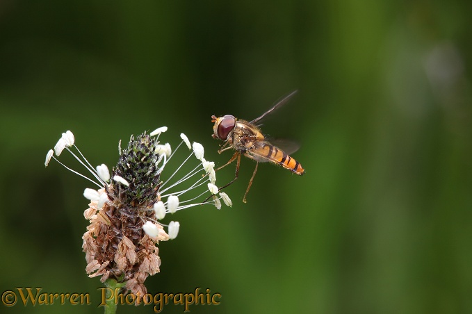 Marmalade Hoverfly (Episyrphus balteatus) alighting on plantain