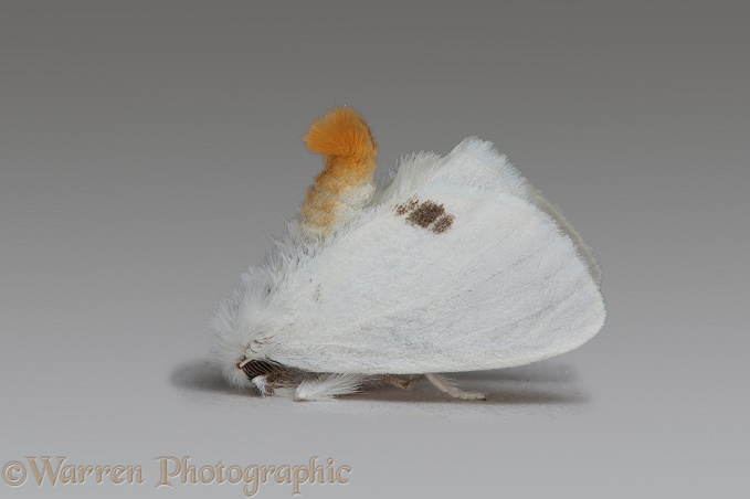 Yellow-tail Moth (Euproctis similis) male in defensive posture