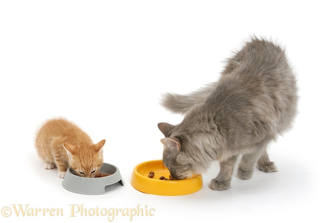 Unrelated Maine Coon cat, Serafin, and ginger kitten eating, Tom, 8 weeks old, from plastic bowls, white background