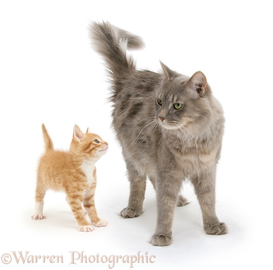Unrelated Maine Coon cat, Serafin, and ginger kitten, Tom, 7 weeks old, standing together, white background