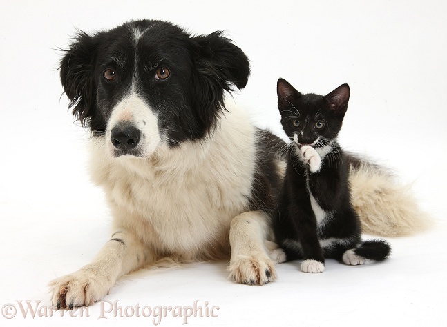 Black-and-white Border Collie bitch, Phoebe, with black-and-white tuxedo male kitten, Tuxie, 9 weeks old, white background