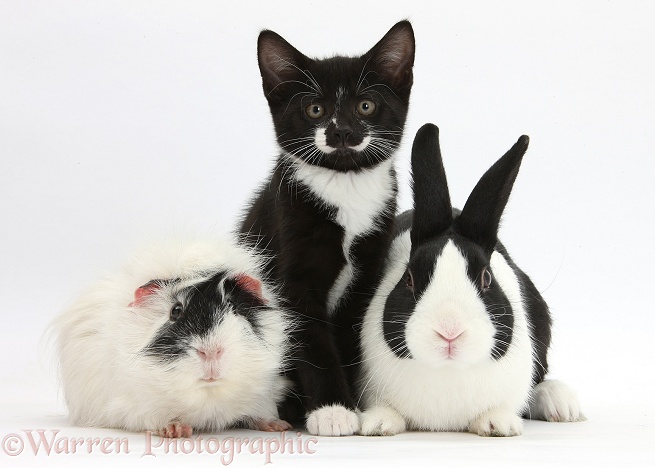 Black-and-white tuxedo male kitten, Tuxie, 8 weeks old, with black Dutch rabbit and black-and-white Guinea pig, white background
