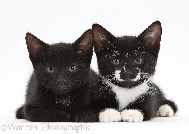 Black and black-and-white tuxedo male kittens, Buxie and Tuxie, 9 weeks old, lying with their heads up, white background