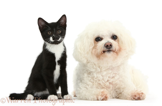 Bichon Frise bitch, Poppy, with black-and-white tuxedo kitten, 10 weeks old, white background