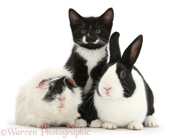 Black-and-white tuxedo male kitten, Tuxie, 8 weeks old, with black Dutch rabbit and black-and-white Guinea pig, white background
