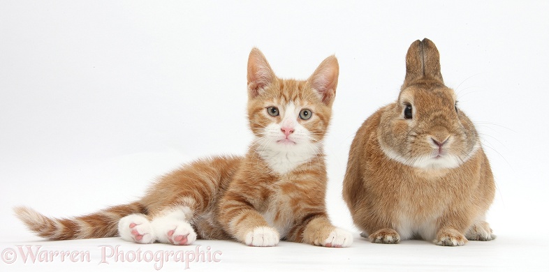 Ginger kitten, Ollie, 10 weeks old, with Netherland-cross rabbit, Peter, white background
