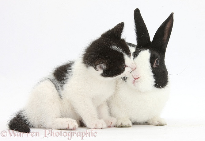 Black-and-white kitten, 6 weeks old, and black-and-white Dutch rabbit, white background