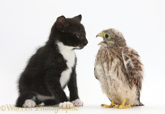Baby Kestrel (Falco tinnunculus) chick with black-and-white kitten, 6 weeks old, white background