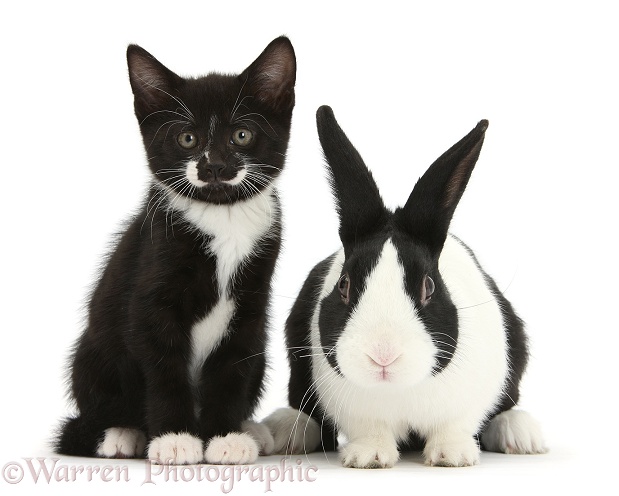 Black-and-white tuxedo male kitten, Tuxie, 8 weeks old, with black-and-white Dutch rabbit, white background