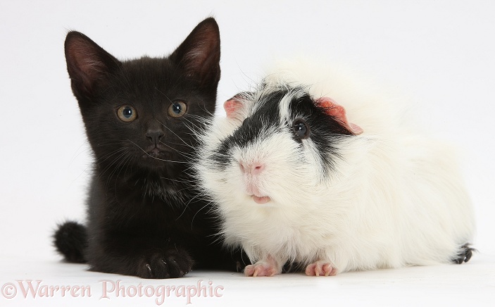 Black male kitten, Buxie, 8 weeks old, and black-and-white Guinea pig, white background
