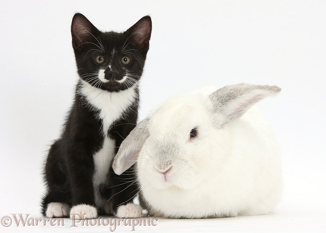Black-and-white tuxedo male kitten, Tuxie, 8 weeks old, and elderly white rabbit, Foggy, 8 years old, white background