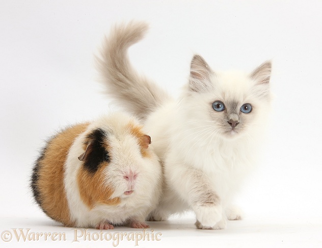 Blue-point kitten and Guinea pig, Gyzmo, white background
