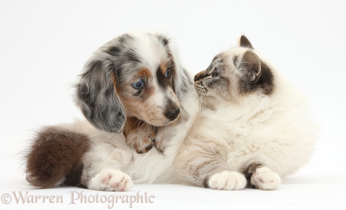 Tabby-point Birman cat and silver double dapple Dachshund pup, Lacy, 8 weeks old, white background