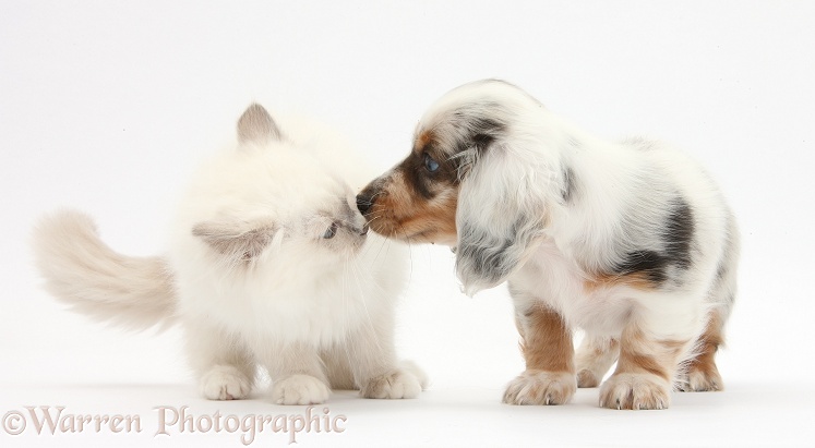 Blue-point kitten and silver double dapple Dachshund pup, Lacy, 8 weeks old, white background