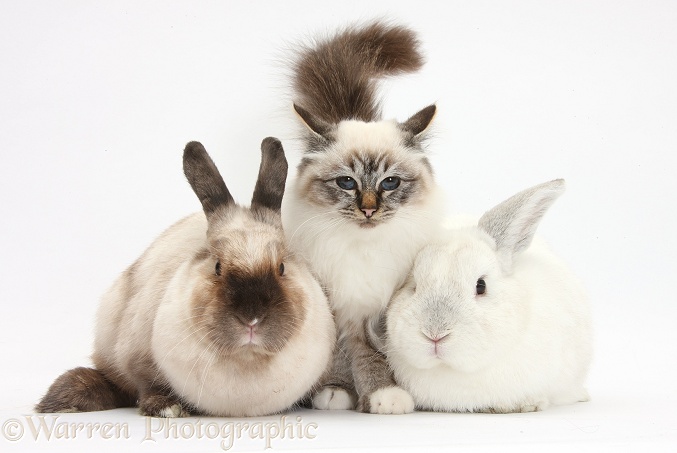 Tabby-point Birman cat and rabbits, white background