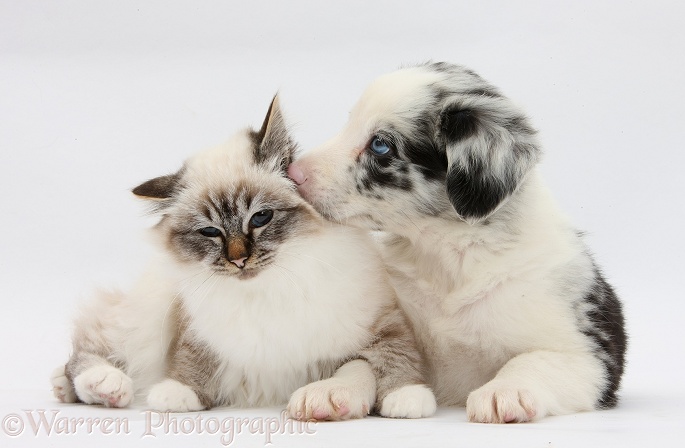 Tabby-point Birman cat and merle Border Collie pup, white background